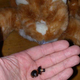 Illustration for article titled If You Can't Buy It, Build It: Wanky The Safety Cat